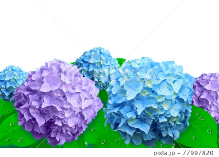 青と紫のアジサイの花 背景無しのイラスト素材