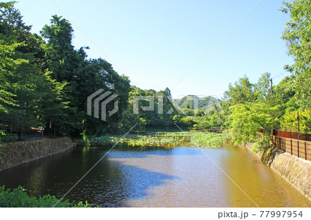 小倉池/京都府京都市右京区嵯峨小倉山田淵山町 小倉池/京都府京都市右京区嵯峨小倉山田淵山町 77997954