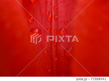Water drops on a bright red petal, macro, sensuality, intimacy 77998441