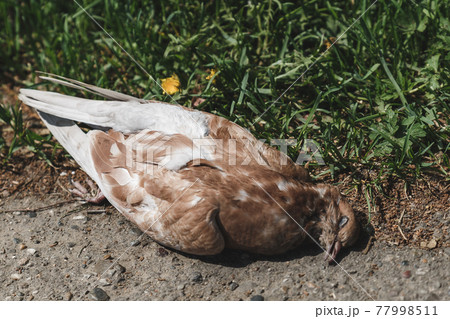 A dead bird pigeon lies on the asphalt. A dead bird pigeon lies on the asphalt. 77998511