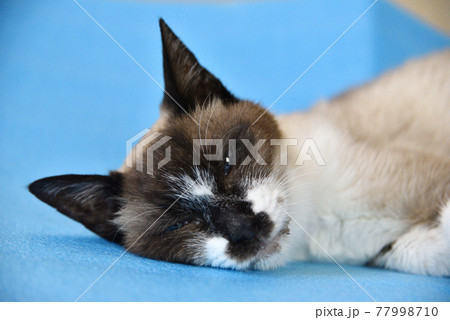 寝っ転がっている老猫の優しい眼差し　顔・上半身 77998710