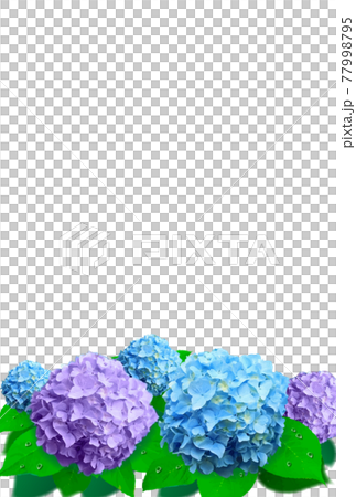 藍紫色繡球花豎版無背景 藍紫色繡球花豎版無背景 77998795