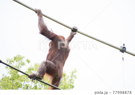 綱渡りするオランウータン 綱渡りするオランウータン 77998878