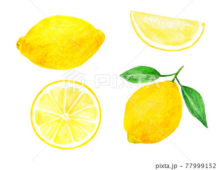 レモンの水彩イラストのイラスト素材