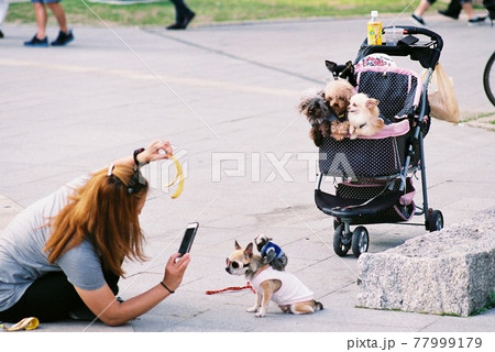 写真映えを狙う飼い主と可愛いワンコ達 写真映えを狙う飼い主と可愛いワンコ達 77999179