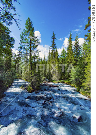 Rocky mountain river among the pine trees. Beautiful fast-flowing river in the coniferous forest. The wild nature of Altai. 77999261