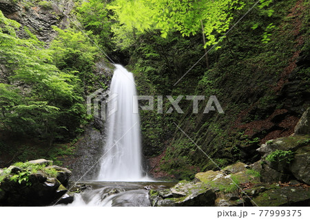 大仙の滝 大仙の滝 77999375