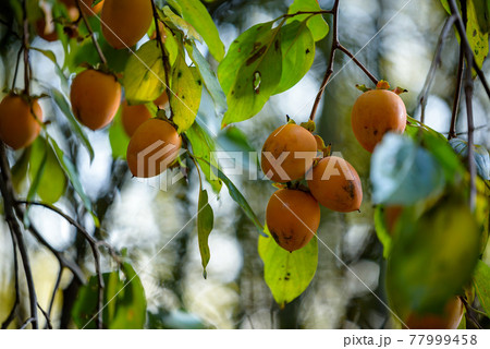 樹上の柿の実の写真素材 [77999458] - PIXTA