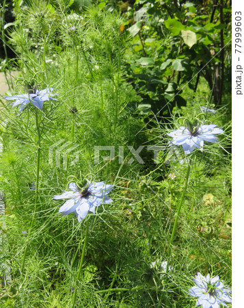 うすいブルーの花（ニゲラ） 77999603