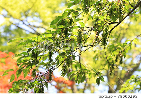 赤四手 or 赤紙垂（アカシデ）の若葉と花穂 78000295