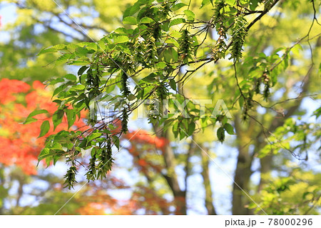 赤四手 or 赤紙垂(アカシデ)の若葉と花穂 赤四手 or 赤紙垂(アカシデ)の若葉と花穂 78000296