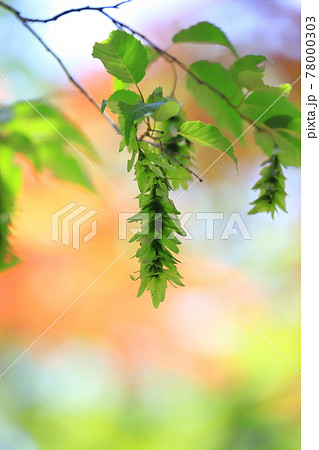 赤四手 or 赤紙垂（アカシデ）の若葉と花穂 78000303