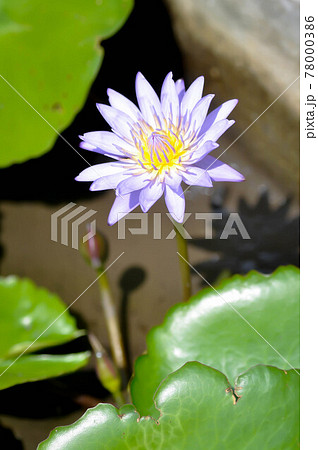 lotus or purple lotus lotus or purple lotus 78000386