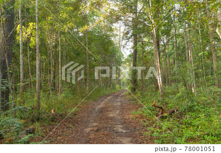 Driving to walkway road path in forest trees at national park. Nature landscape background. Adventure lifestyle. Driving to walkway road path in forest trees at national park. Nature landscape background. Adventure lifestyle. 78001051
