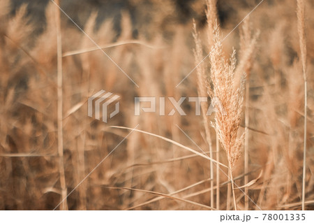 Abstract natural background of soft plants of Cortaderia selloana or pampas grass. 78001335