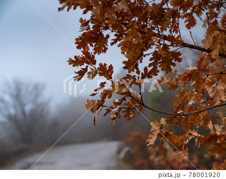 The beauty of an autumn misty forest 78001920