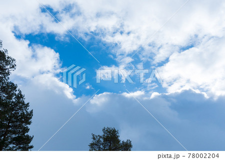 Green tree crowns view from below to the sky. Landscape, space for copying text Green tree crowns view from below to the sky. Landscape, space for copying text 78002204
