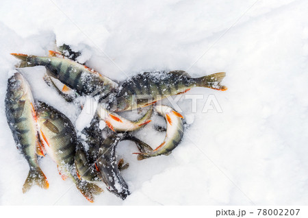Caught a small freshwater fish common perch, European perch lies on the ice of the river. Winter fishing. 78002207