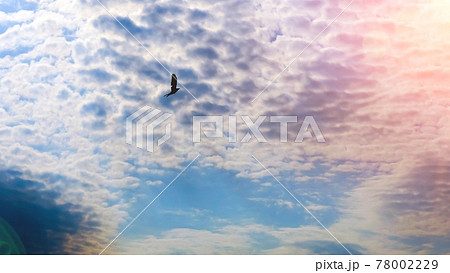 silhouette of a bird on the background of a blue sky with clouds. The concept of freedom, space for text 78002229