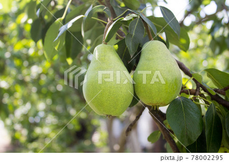 Pear, juicy fresh pear hanging on a tree branch in the garden. Ripe pear tree Pear, juicy fresh pear hanging on a tree branch in the garden. Ripe pear tree 78002295
