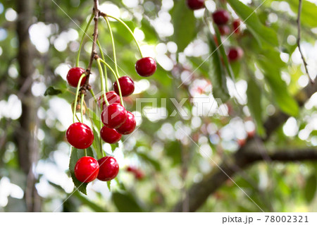 Cherry tree. Ripe sweet cherries hanging from the branch of a cherry tree. 78002321