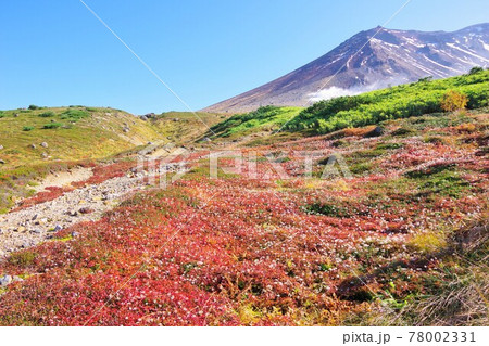 北海道　チングルマの綿毛と旭岳 78002331