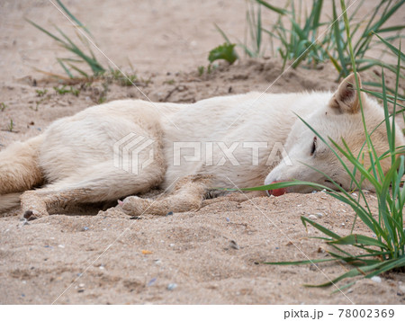 White dog with ticks on ears summer nature sand beach background. Animal fell insects. Puppy hair surface. 78002369