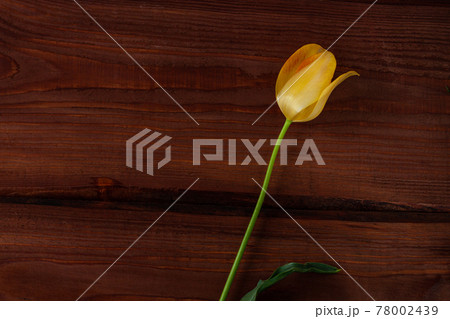 Yellow tulip in a water glass on dark wooden background. Beautiful spring flower wallpaper copy space. Minimalism style. 78002439