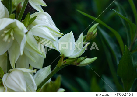 Amazing white Yucca flowers with green leaves background. Yuccas plant bush in the garden.Dark and moody summer backdrop 78002453