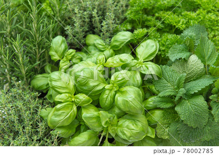 Food background. Fresh herbs. Basil rosemary thyme mint Food background. Fresh herbs. Basil rosemary thyme mint 78002785