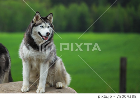 Husky is resting on a stone. Against the background of green grass. 78004388
