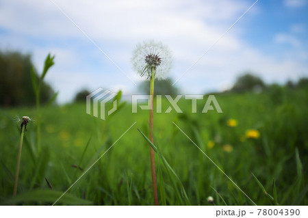 Dandelion in a field in a background of blue sky. 78004390