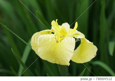 ハナショウブ 花菖蒲 金冠 Iris ハナショウブ 花菖蒲 金冠 Iris 78004512