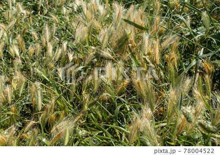 spikelets of grain crops. grain background. growing spikelets of oats spikelets of grain crops. grain background. growing spikelets of oats 78004522