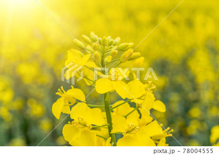 Canola field. Rapeseed plant, colza rapeseed...の写真素材