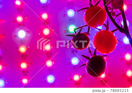 ripe cherry tomatoes silhouette against led grow lamp background 78005215