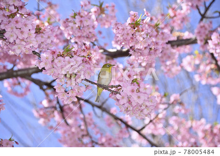 メジロと桜 78005484