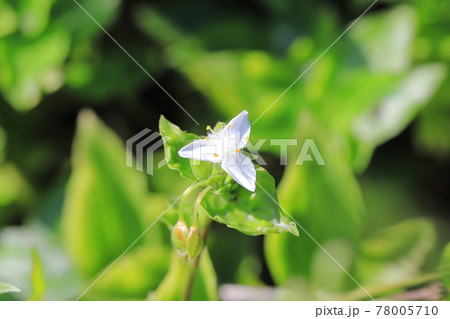 常盤露草（トキワツユクサ）の花と巻いている茎 78005710