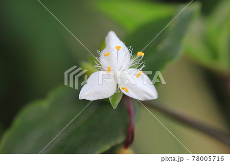 常盤露草（トキワツユクサ）の花と巻いている茎 78005716