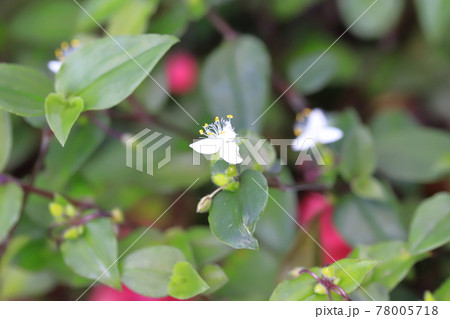 常盤露草（トキワツユクサ）の花と巻いている茎 78005718