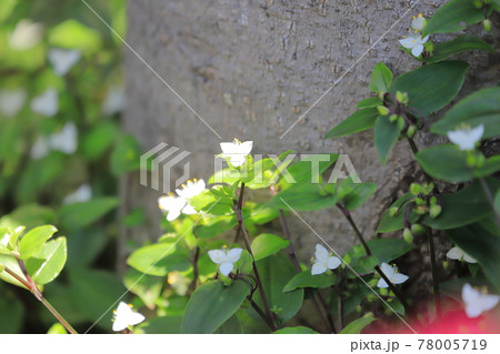 常盤露草（トキワツユクサ）の花と巻いている茎 78005719
