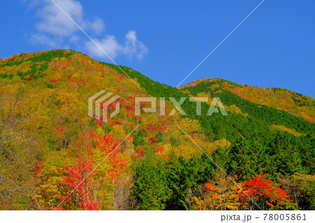 恵那山系の紅葉　林道大谷霧ヶ原線の紅葉風景 78005861