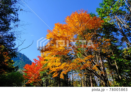 恵那山系の紅葉 林道大谷霧ヶ原線の紅葉風景 恵那山系の紅葉 林道大谷霧ヶ原線の紅葉風景 78005863