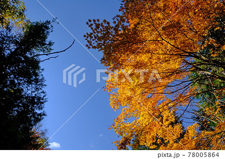恵那山系の紅葉 林道大谷霧ヶ原線の紅葉風景 恵那山系の紅葉 林道大谷霧ヶ原線の紅葉風景 78005864