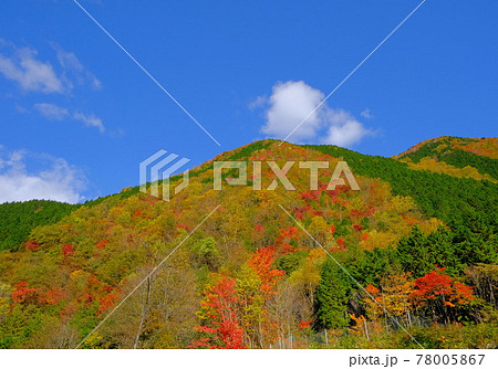 恵那山系の紅葉　林道大谷霧ヶ原線の紅葉風景 78005867