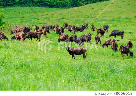 春の放牧 春の放牧 78006018