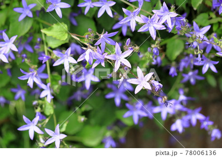 チョウジソウの花 78006136