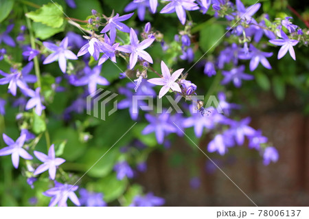 チョウジソウの花 チョウジソウの花 78006137
