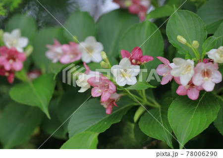 ハコネウツギの花 ハコネウツギの花 78006290