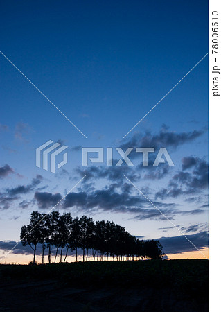 夕暮れの空と白樺並木 夕暮れの空と白樺並木 78006610